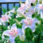 ヒメ日記 2025/06/05 10:40 投稿 さつき ギン妻パラダイス 和歌山店