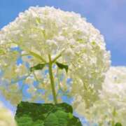 ヒメ日記 2025/06/21 11:30 投稿 さつき ギン妻パラダイス 和歌山店