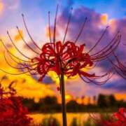 ヒメ日記 2025/09/24 17:30 投稿 さつき ギン妻パラダイス 和歌山店