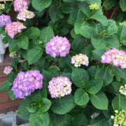 ヒメ日記 2025/06/21 07:43 投稿 石田あやめ 川崎南町 素敵な奥様（川崎ハレ系）