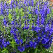 ヒメ日記 2025/06/22 07:59 投稿 石田あやめ 川崎南町 素敵な奥様（川崎ハレ系）