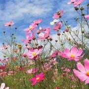 石田あやめ おはようございます😊 川崎南町 素敵な奥様（川崎ハレ系）