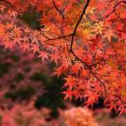 ヒメ日記 2025/11/14 10:58 投稿 石田あやめ 川崎南町 素敵な奥様（川崎ハレ系）