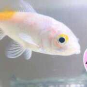 ヒメ日記 2025/01/03 00:31 投稿 マリ ラブコレクション