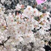 ヒメ日記 2025/04/16 18:31 投稿 マリ ラブコレクション