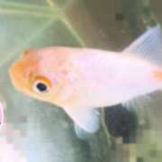 ヒメ日記 2026/01/31 18:01 投稿 マリ ラブコレクション