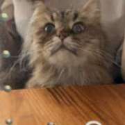 ヒメ日記 2025/05/31 11:46 投稿 小山めぐみ 松戸人妻花壇