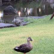 ヒメ日記 2025/10/26 21:42 投稿 上杉(うえすぎ) Ageha（あげは）