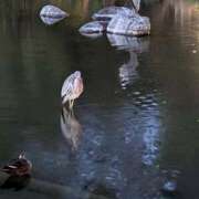 ヒメ日記 2025/10/30 09:25 投稿 上杉(うえすぎ) Ageha（あげは）