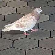 ヒメ日記 2025/10/31 09:25 投稿 上杉(うえすぎ) Ageha（あげは）