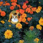 ヒメ日記 2025/11/11 09:29 投稿 上杉(うえすぎ) Ageha（あげは）