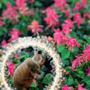 ヒメ日記 2025/11/17 09:27 投稿 上杉(うえすぎ) Ageha（あげは）