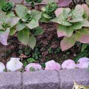 ヒメ日記 2025/11/20 09:21 投稿 上杉(うえすぎ) Ageha（あげは）