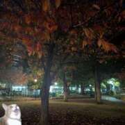 ヒメ日記 2025/11/27 09:27 投稿 上杉(うえすぎ) Ageha（あげは）