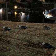 ヒメ日記 2025/12/03 09:42 投稿 上杉(うえすぎ) Ageha（あげは）