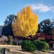 上杉(うえすぎ) 紅葉🍁 Ageha（あげは）