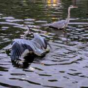 ヒメ日記 2025/12/08 09:19 投稿 上杉(うえすぎ) Ageha（あげは）