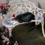 ヒメ日記 2025/12/11 08:38 投稿 上杉(うえすぎ) Ageha（あげは）