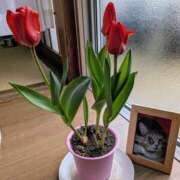 ヒメ日記 2026/02/08 09:09 投稿 上杉(うえすぎ) Ageha（あげは）