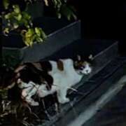 ヒメ日記 2026/02/15 09:06 投稿 上杉(うえすぎ) Ageha（あげは）