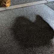 ヒメ日記 2026/02/17 09:04 投稿 上杉(うえすぎ) Ageha（あげは）