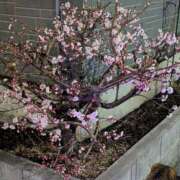 ヒメ日記 2026/02/28 10:34 投稿 上杉(うえすぎ) Ageha（あげは）