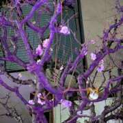 ヒメ日記 2026/03/03 09:02 投稿 上杉(うえすぎ) Ageha（あげは）