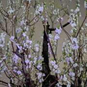 ヒメ日記 2026/03/12 09:11 投稿 上杉(うえすぎ) Ageha（あげは）