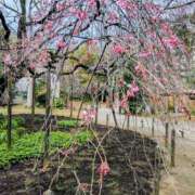 ヒメ日記 2026/03/17 13:38 投稿 上杉(うえすぎ) Ageha（あげは）