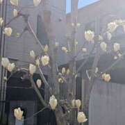 ヒメ日記 2026/03/20 09:01 投稿 上杉(うえすぎ) Ageha（あげは）