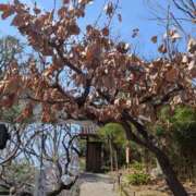 ヒメ日記 2026/03/22 09:05 投稿 上杉(うえすぎ) Ageha（あげは）