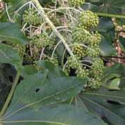 ヒメ日記 2026/03/23 09:10 投稿 上杉(うえすぎ) Ageha（あげは）