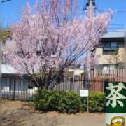 ヒメ日記 2026/03/25 09:50 投稿 上杉(うえすぎ) Ageha（あげは）