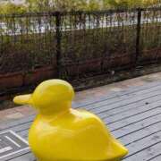 ヒメ日記 2026/04/01 14:42 投稿 上杉(うえすぎ) Ageha（あげは）