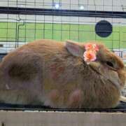 ヒメ日記 2026/04/02 09:04 投稿 上杉(うえすぎ) Ageha（あげは）