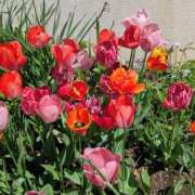 ヒメ日記 2026/04/07 09:10 投稿 上杉(うえすぎ) Ageha（あげは）