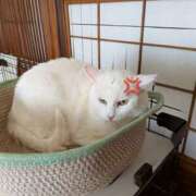 ヒメ日記 2026/04/12 12:34 投稿 上杉(うえすぎ) Ageha（あげは）