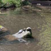 ヒメ日記 2026/04/13 09:03 投稿 上杉(うえすぎ) Ageha（あげは）