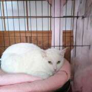 ヒメ日記 2026/04/14 09:08 投稿 上杉(うえすぎ) Ageha（あげは）