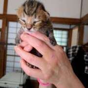 ヒメ日記 2026/04/17 09:00 投稿 上杉(うえすぎ) Ageha（あげは）