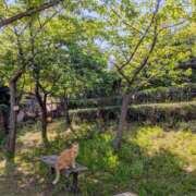 ヒメ日記 2026/04/20 09:04 投稿 上杉(うえすぎ) Ageha（あげは）