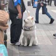 ヒメ日記 2026/04/21 09:03 投稿 上杉(うえすぎ) Ageha（あげは）