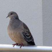 ヒメ日記 2026/04/27 08:55 投稿 上杉(うえすぎ) Ageha（あげは）