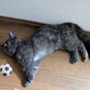 ヒメ日記 2026/06/25 09:00 投稿 上杉(うえすぎ) Ageha（あげは）