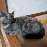 ヒメ日記 2026/08/13 08:59 投稿 上杉(うえすぎ) Ageha（あげは）