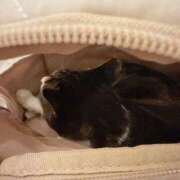 ヒメ日記 2025/03/27 02:07 投稿 シャロン アラビアンナイト