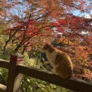 ヒメ日記 2024/12/31 16:25 投稿 れん 宇都宮人妻デリバリー 一期一会 二章