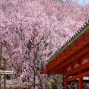 せり 気持ちよすぎて… 宇都宮人妻デリバリー 一期一会 二章