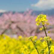 ヒメ日記 2026/04/11 07:18 投稿 せり 宇都宮人妻デリバリー 一期一会 二章