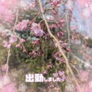 ヒメ日記 2025/04/08 11:44 投稿 橋本静香 五十路マダム 郡山店